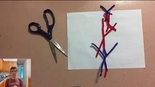 Pipe Cleaner Meiosis