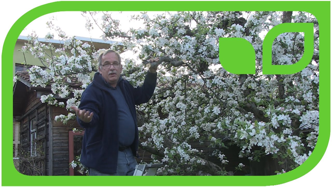 How to overgraft an old fruit tree part 1: Preparation of the old tree ...