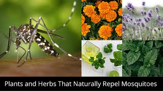 Top 12 Plants and Herbs That Naturally Repel Mosquitoes | Plants used to repel mosquitoes