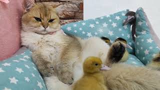 The Cutest Scottish Cat Meets Playful Ducklings! by Funny Pets 774 views 9 months ago 2 minutes, 11 seconds