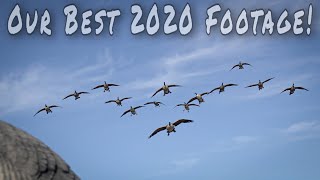 Duck and Goose Hunting: Best of 2020