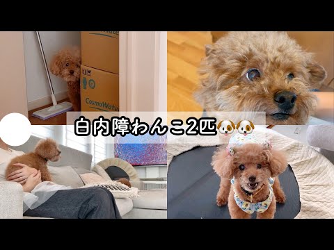 やっと自由だ〜！白内障わんこ2匹とゆっくり過ごす日常🐶🐶トイプードルTaruto &Rasuku
