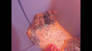 Baby chicks Day 11 added Brahmas Batam
