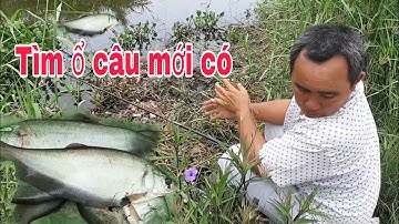 Gặp cao thủ câu cá thác lác. Câu cả bầy mới chiệu