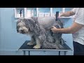 Shaving A Matted Bearded Collie の動画、YouTube動画。