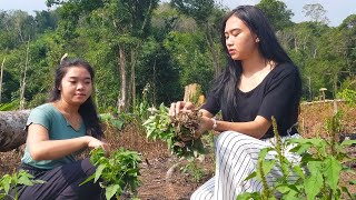 LIMOCOT || Sayur Ladang olahan Gadis Dayak di Tepian Sungai Mempawah