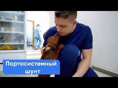 Видео: Тесс и Ее Самодельная Диета Шунта Печени