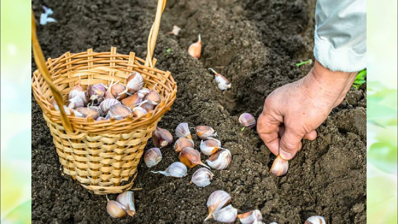 Сроки посадки чеснока на. Сроки посадки чеснока на. Чеснок на зиму как подготовить почву перед посадкой. Сроки посадки чеснока на. Подзимний посев овощей.