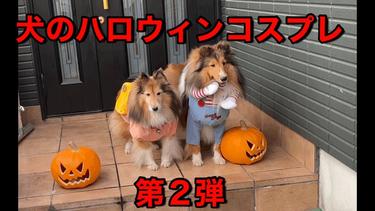 値引きする 犬服 チャッキーコスプレ Mサイズ ハロウィン パーティー わんちゃん 仮装