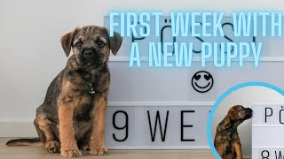 First week with a new puppy | Border terrier Pössi