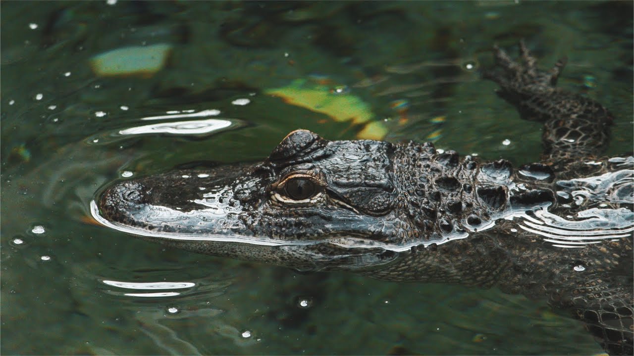 Summer Break In Florida YouTube Summer Break In Florida YouTube
