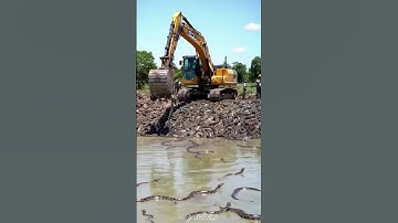 Many pythons were removed from a pond byJCB 😥 #youtubeshorts