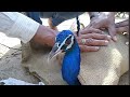 Peacock rescue and save life