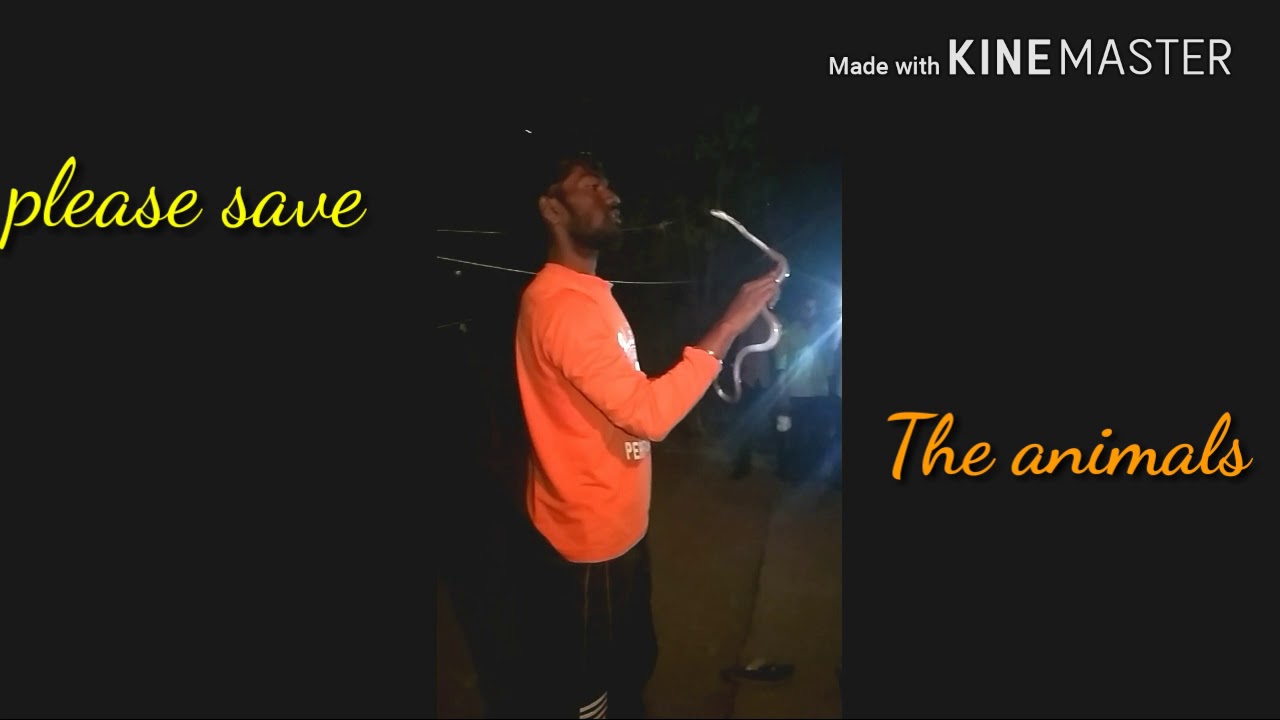 camera iphone 8 plus apk Animal lover shrii