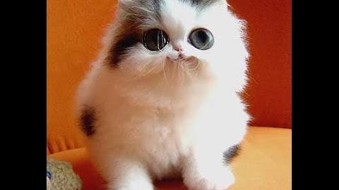 When the door blocks. | CSGO