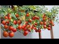 No necesita jardín, todavía puede cultivar tomates, mucha fruta. Tomates colgantes en contenedores
