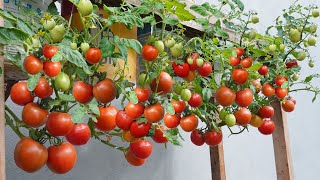 No need garden, still can grow tomatoes lots of fruit. Growing hanging tomatoes in containers