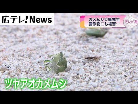 なぜ？カメムシが大量発生　農作物にも被害