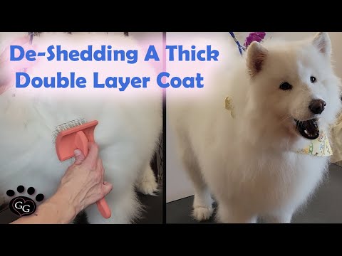 Video: DIY Samoyed péče o vlasy tipy