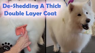 DeShedding a DoubleLayer Coat  Samoyed Grooming  Gina's Grooming