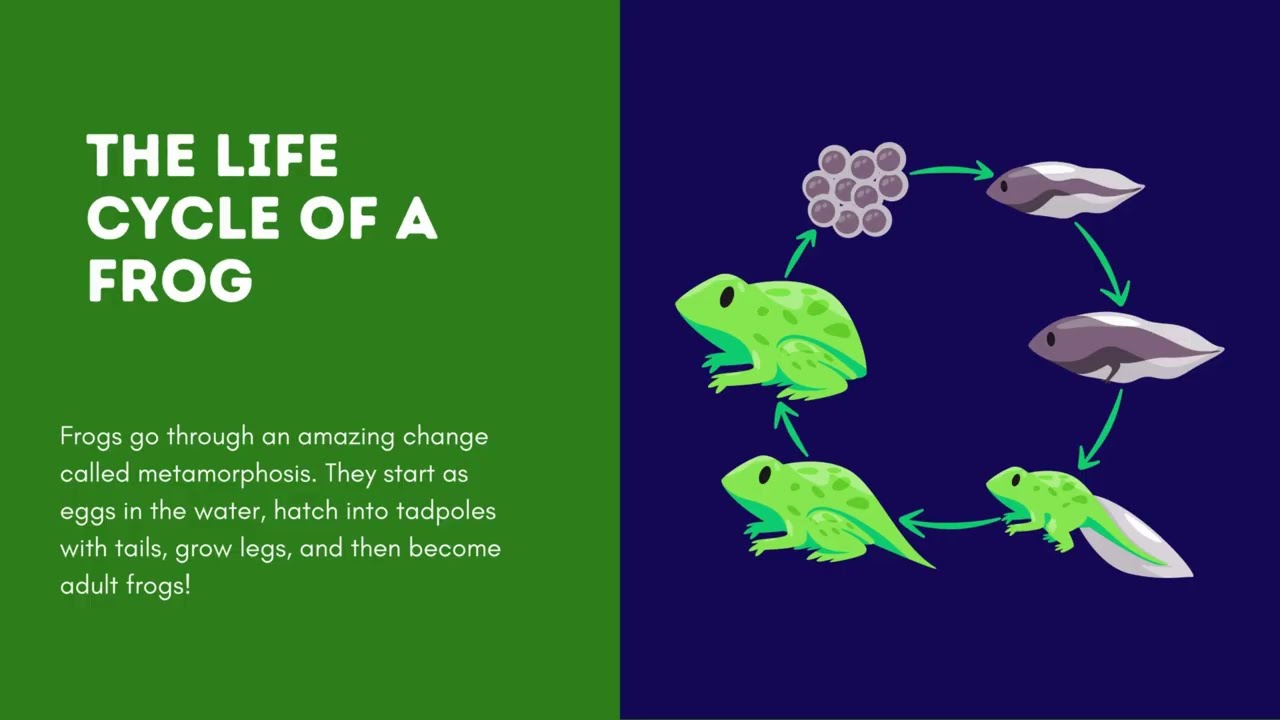 Amazing World of Frogs, Life Cycle, Sounds, Food, Fun Facts for Kids