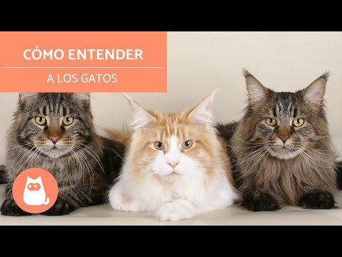 Video: ¿Cómo conocer a los gatos?