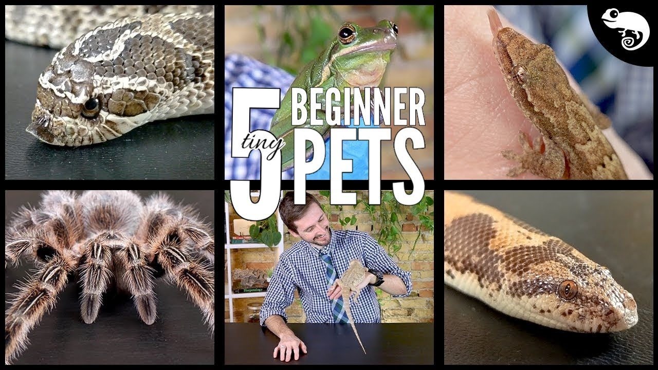 Top 5 Small Pets For Beginners - YouTube