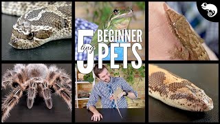 Top 5 Small Pets For Beginners