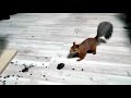 Бельчонок меня обманул...! 😳  The squirrel deceived me