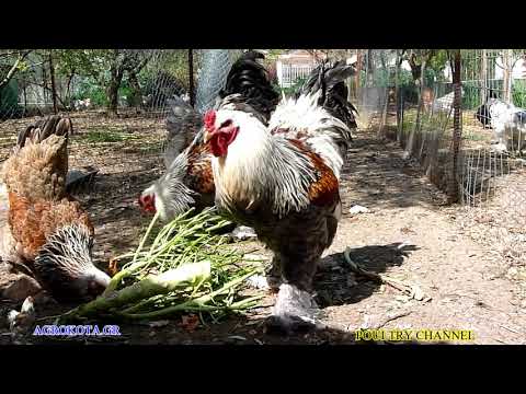 ब्रह्मा चिकन - brahma chicken breed 