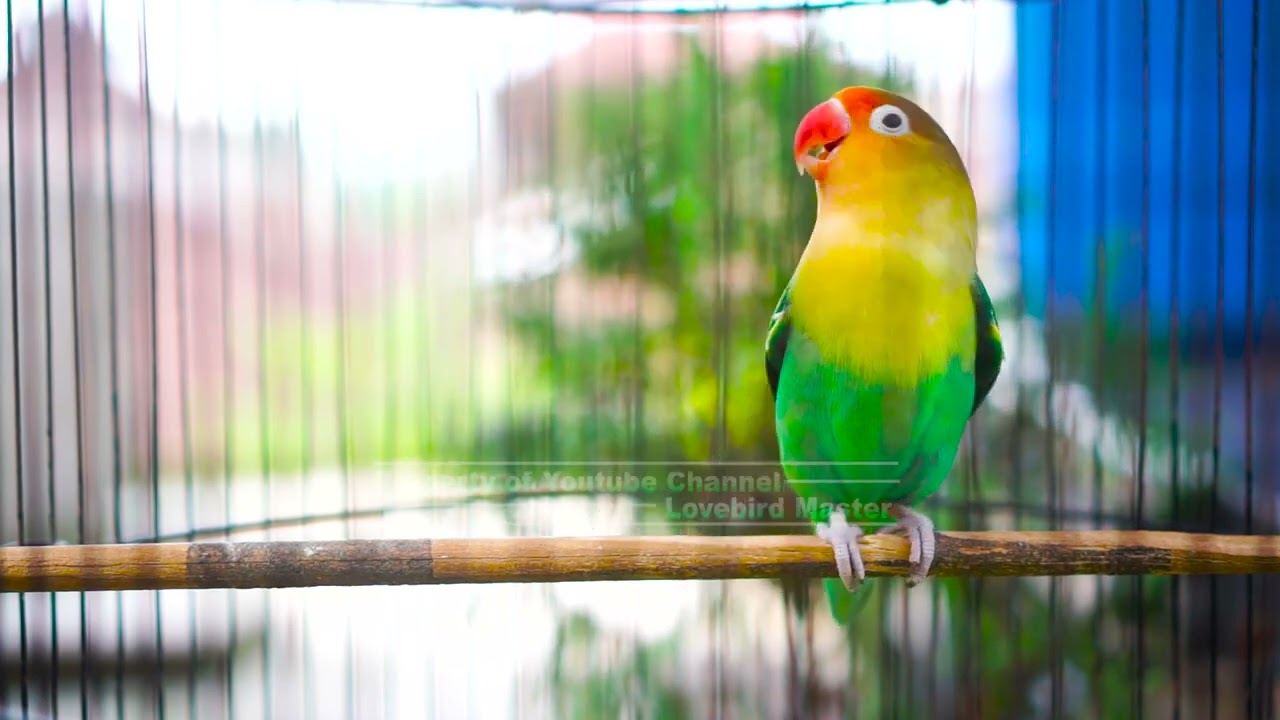 Pancingan Cepat Bikin Musuh Ikut Gacor!! Lovebird Paud Langsung Konslet Seketika Tanpa Nunggu Lama