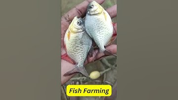 #short 3 Catfish Farming | Good Quality Seed For survival & Sustainable