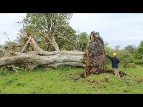 Uprooted tree reveals 1,000-year-old skeleton