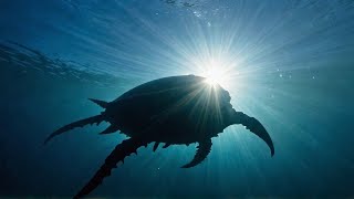 Famous Colossal Sea Creatures: The New Discoveries That Prove They’re Out There Profile