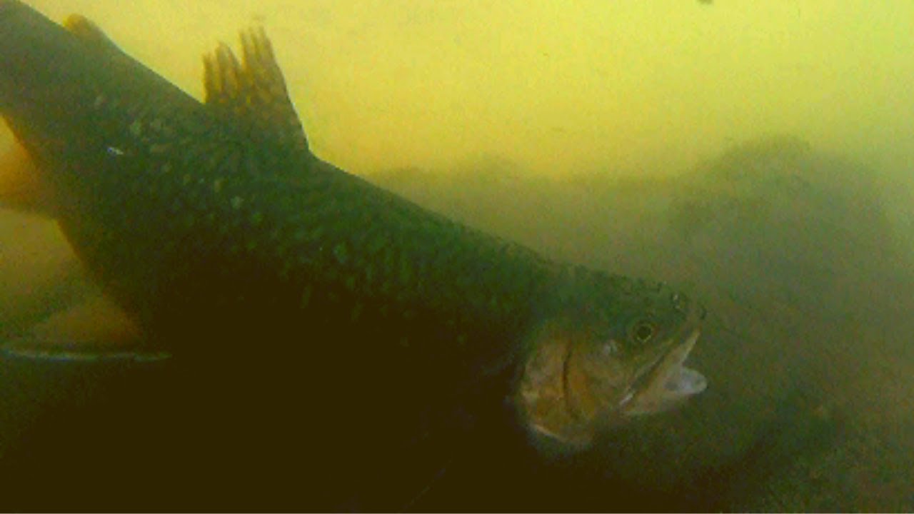 Catch stock trout with TROUT magnets and Berkley Gulp minnows