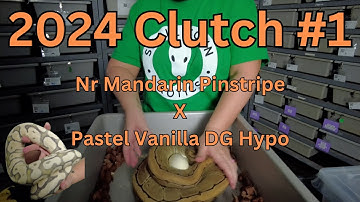 2024 Ball Python Clutch #1 #ballpython #snakebreeder #reptiles #youtuber #subscribe #youtube