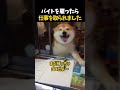 日本一可愛い看板犬がいるお店