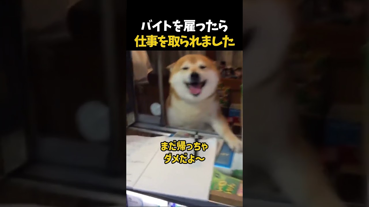 日本一可愛い看板犬がいるお店