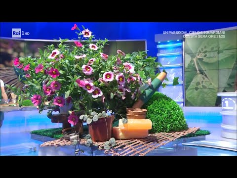 Video: Cura delle piante di artiglieria - Dove coltivare piante di artiglieria