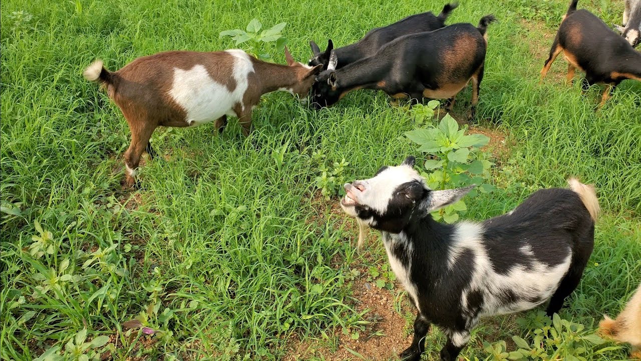 Nigerian Dwarf Goats Eating Grass.