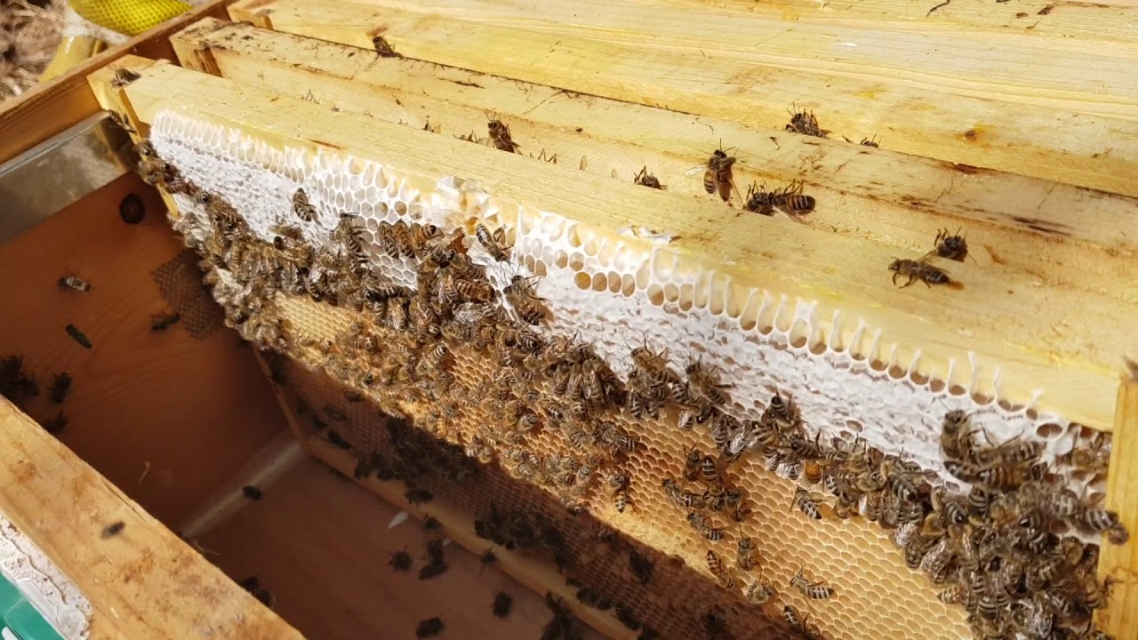 سلالة النحل الإماراتيه تميز ملفت بجميع المقاييس ماشاء الله تبارك الله لا قوة إلا بالله