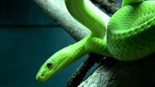 Reptiland's Flashlight Safari 2011
