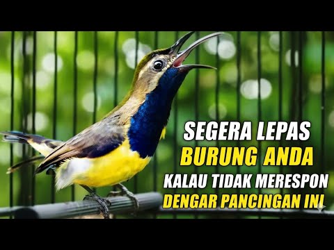 Satu-Satunya Masteran Sogok Ontong! Dijamin Bikin Burung Gila Tempur \u0026 Nembak Terus! #sogonjuara