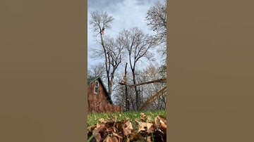 Ash Tree Removal - Speedline Rigging the Tops
