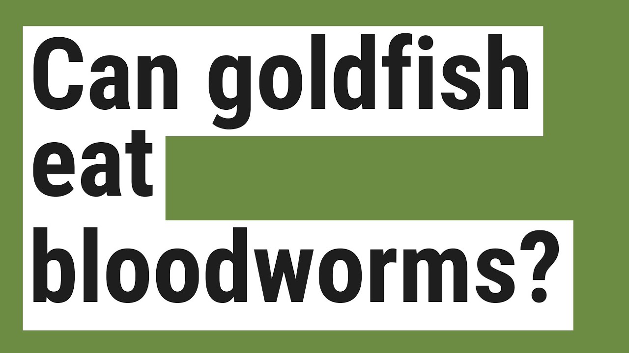 Can goldfish eat bloodworms? YouTube