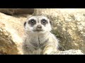 Meerkat encounter at werribee open range zoo