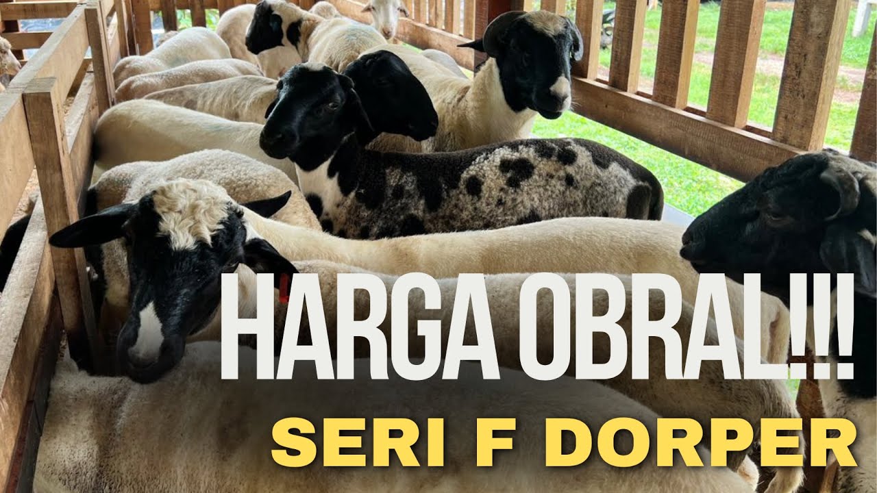 F1, F2, F3 dorper TURUN HARGA!!!