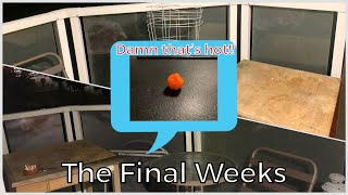 Veggies | The End - Ep.9
