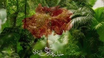 أواخر سورة الأحزاب الشيخ خليل عبدالرحمن القارئ