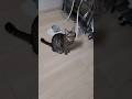 ジャミジャミ声の保護猫おかか #ジャミジャミ #保護猫 #キジトラ #cat